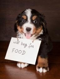 It s best to not feed adult dogs at the same periods each day, since counting on a rigid routine can upset the dog if you come home late and aren't able to give him food at the predicted time.