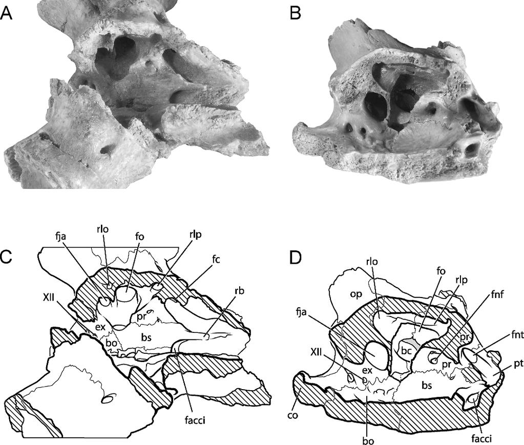 2009 GAFFNEY ET AL.: KINKONYCHELYS, A NEW SIDE-NECKED TURTLE 19 Fig. 8. Medial views of cavum cranii in two skulls of Kinkonychelys. A, C, Kinkonychelys rogersi, n. gen. et sp.