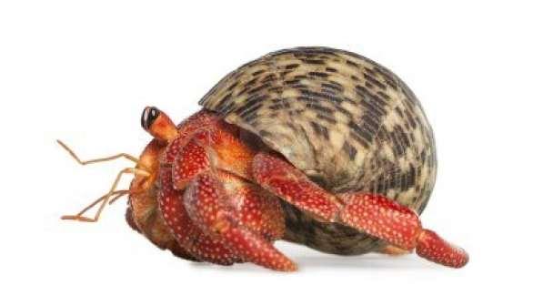 Question 4 A hermit crab is an