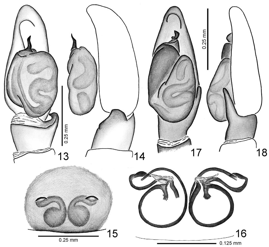 FIGURES 13 18. Soesilarishius macrochelis sp. nov. 13 14 left male palp, slightly expanded (13 ventral, 14 retrolateral); 15 epigyne, ventral view; 16 vulva, dorsal view, cleared.