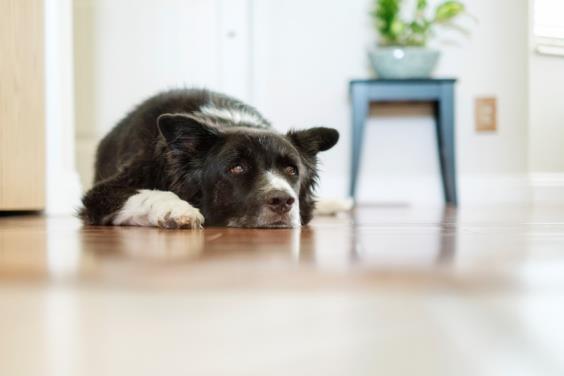When it comes to getting your dog to actually obey you in intense situations like a doorbell ringing, You REALLY have to break it down where your dog has ONLY two choices.