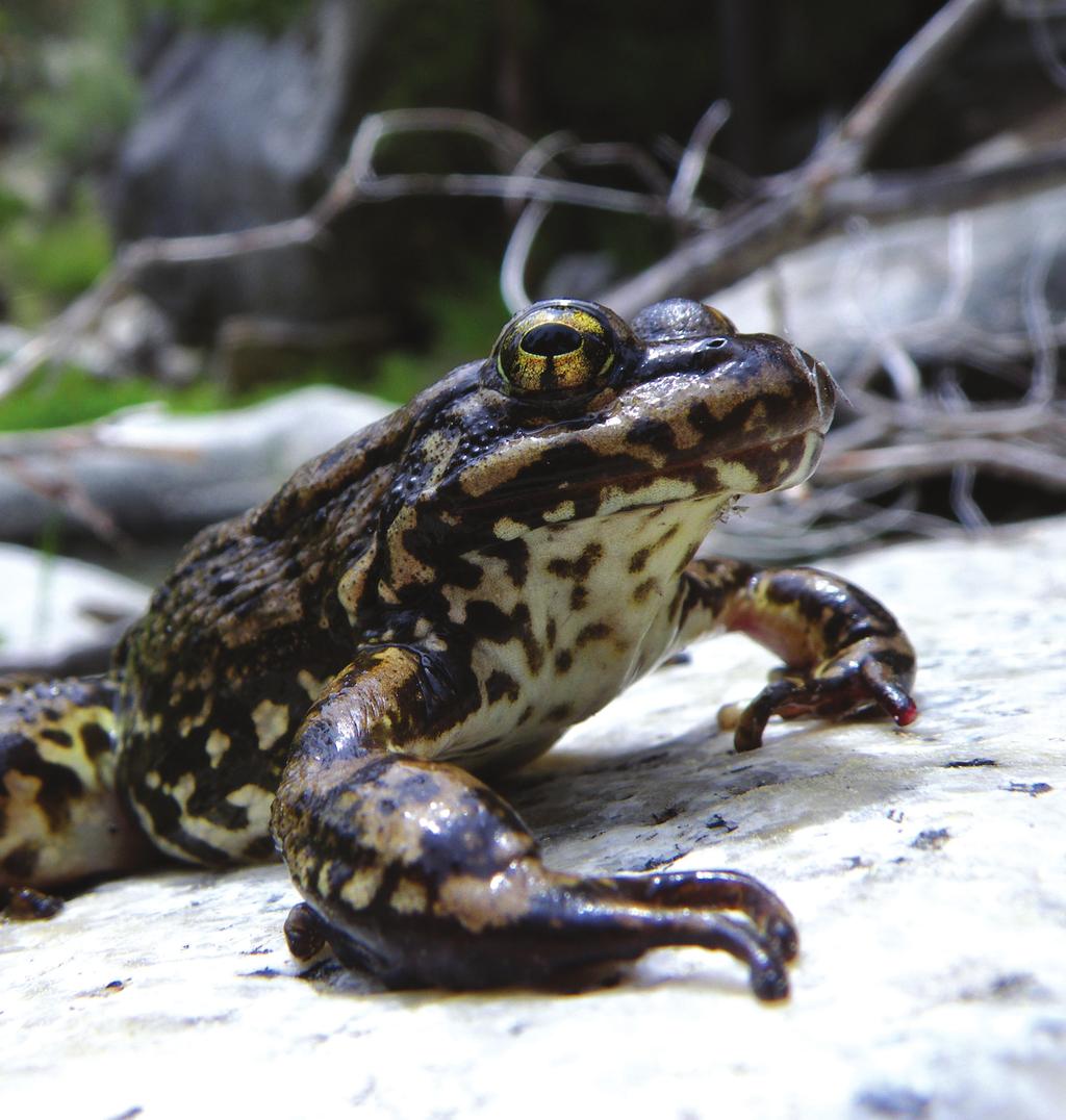 Sierra Nevada Yellow-legged Frog Y ellow-legged frogs throughout the Sierra Nevada are on the brink of extinction, experiencing sharp population declines due to introduced fish, pesticides, killer