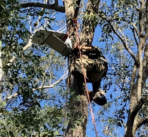 Images showing a base station being mounted up a tall ironbark near the collared koalas.