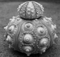 Sea Urchin Anatomy Sand