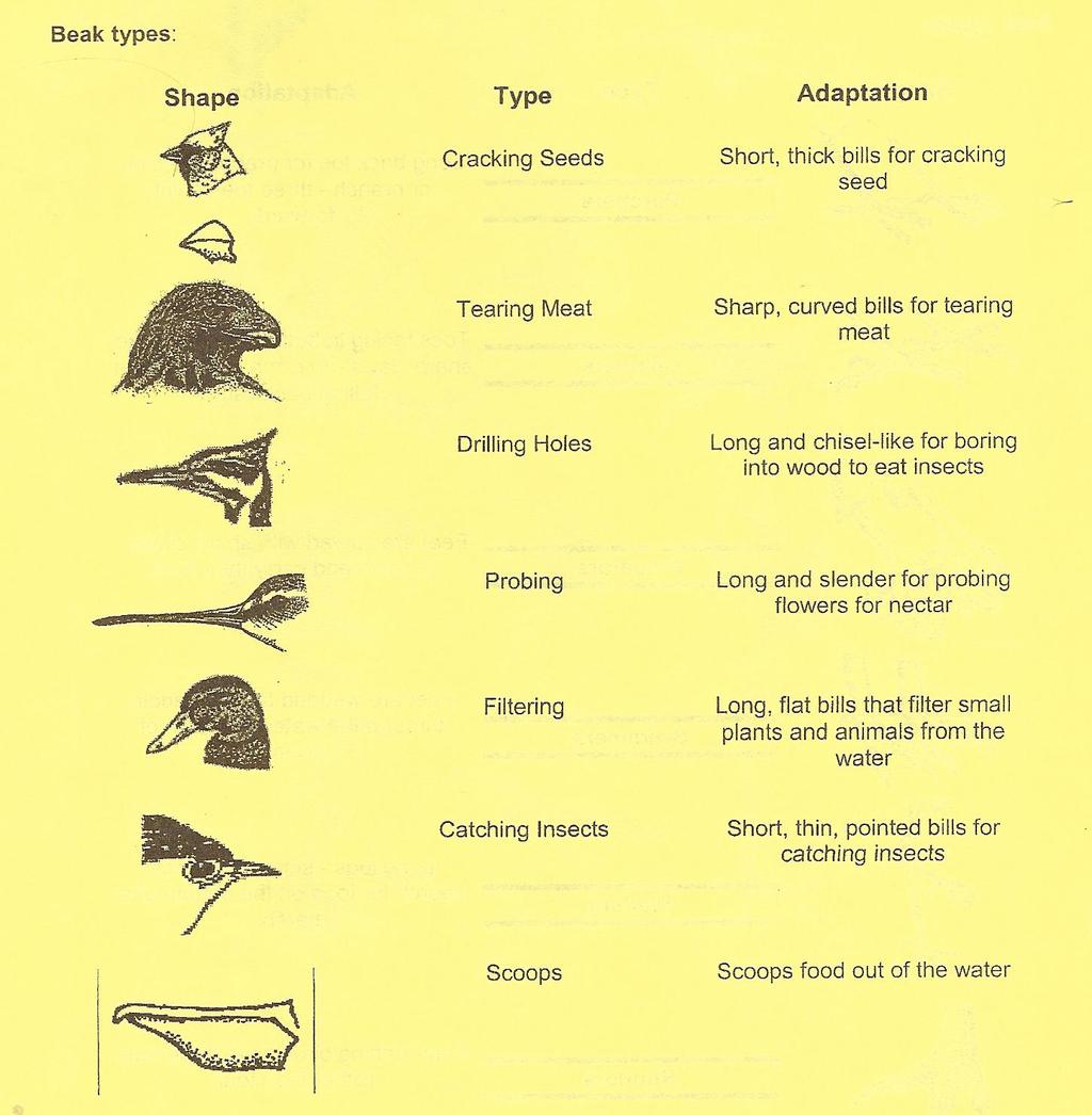 Bird Beaks and Feet Activity Beak Type Adaptation: The beaks of birds have their