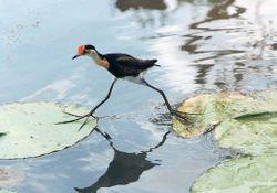6. What type of foot has three toes in front, 1 behind, and is used for walking on water? waders (Jacana has wading feet that allow it to walk on water) 7.