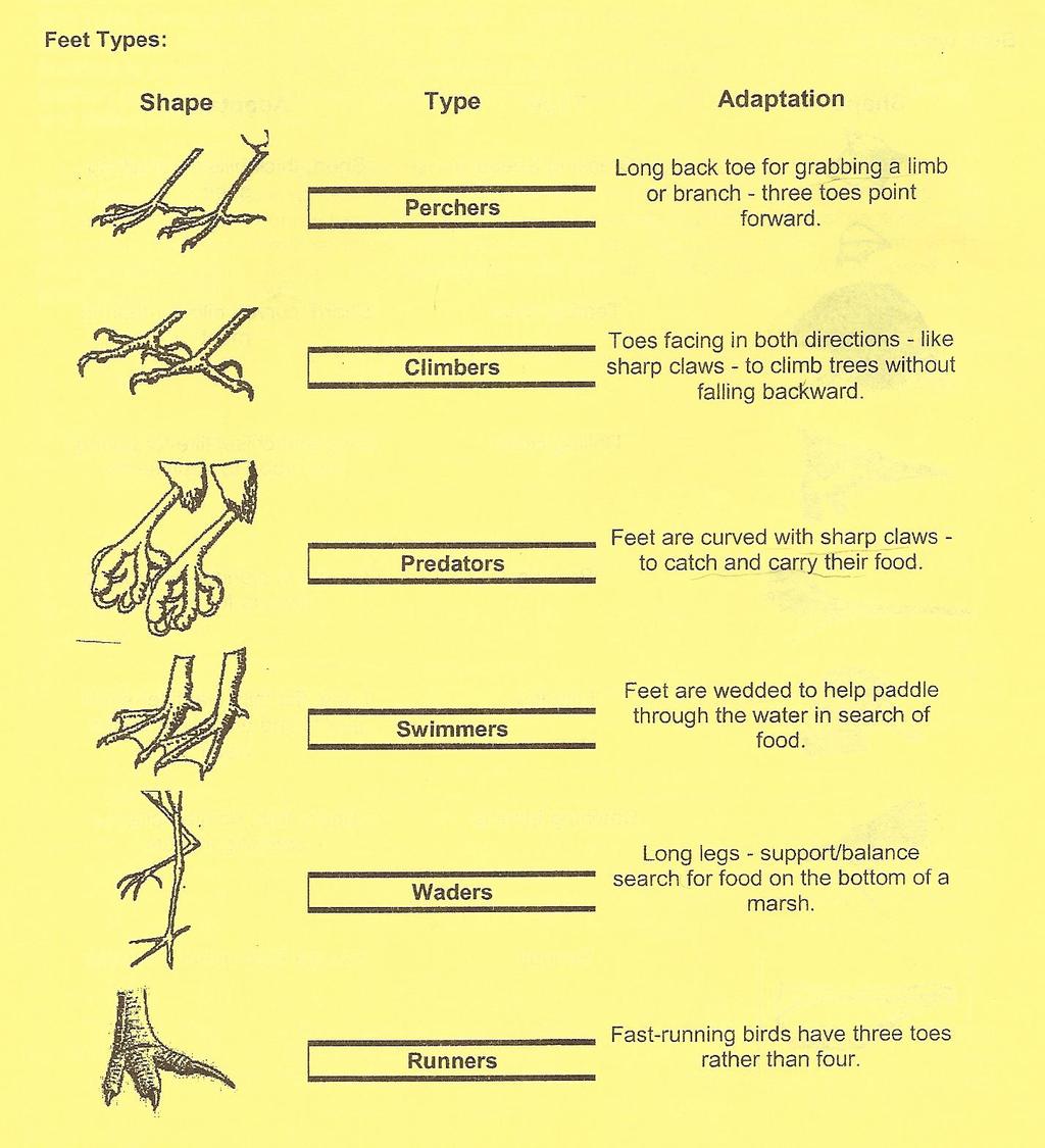 Foot Type Adaptation: The feet of birds have their job or function