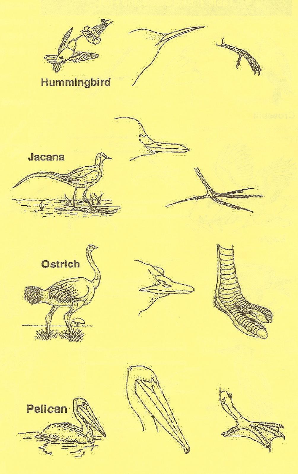 Bird Beaks and Feet