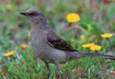 Like the nightingale, the mockingbird is a famous singer. The mockingbird can copy the calls of other bird species. It can also mimic the sounds of other animals and objects, such as saws.