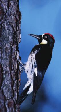 Some woodpeckers have prickles or special mucus, or thick sticky fluid, on their tongues for snatching up insects. A woodpecker s head has also adapted to protect itself.