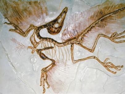 From the First Bird to Flying Machines The first birds were probably relatives of prehistoric reptiles. Scientists have animal fossils with wings and feathers from 150 million years ago.
