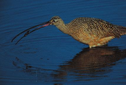 The pheasant-tailed jacana eats invertebrates, frogs, and fish. This common snipe is enjoying an underground meal.