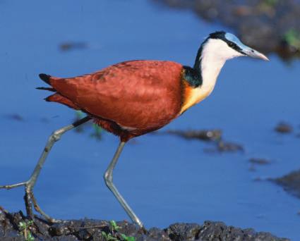 Their pointy beaks help them dig in dirt or sand for worms, insects, crabs, and snails. Long legs keep the rest of their bodies dry above water.