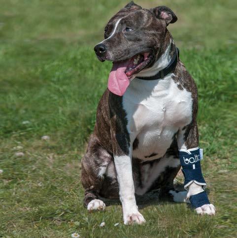 17 BT SPLINT INSTABILITY BRACE The brace is specially designed to support the radiocarpal, carpometacarpal and tarsometatarsal joints, both the front and back paws.