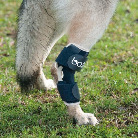 19 BT HOCK HOCK BRACE Pain, lameness and neuromuscular difficulties are no longer an issue: BT Hock is used in conditions that cause lesions in the region of the