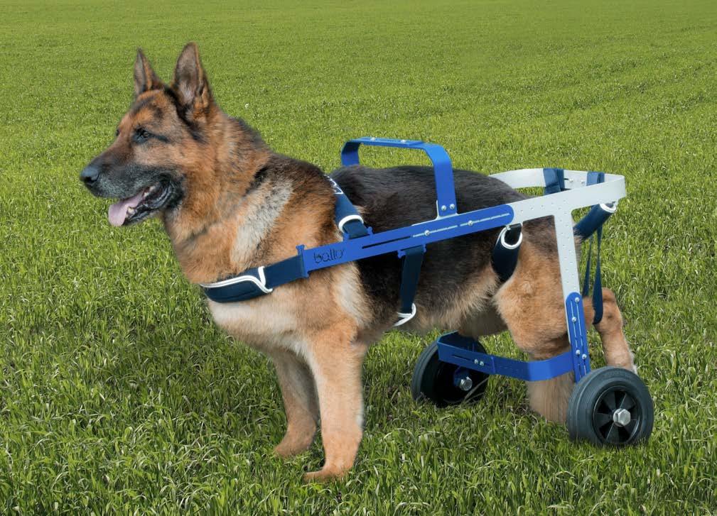 6 BALTO OFF-ROAD ADJUSTABLE ORTHOPEDIC WHEELCHAIR FOR DISABLED DOGS The Balto Off-Road wheelchair was created to assist dogs with motor disabilities or difficulty walking due to disease or old age.