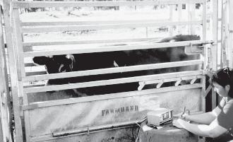 Assessing calf and heifer management The reproductive performance of replacement heifers is directly related to liveweight at mating and calving.