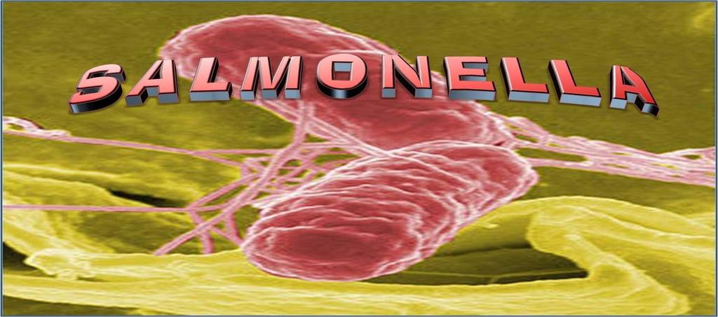 1 Dr. Hala Al Daghisatni The Salmonella Salmonellae are often pathogenic for humans or animals when acquired by the oral route.