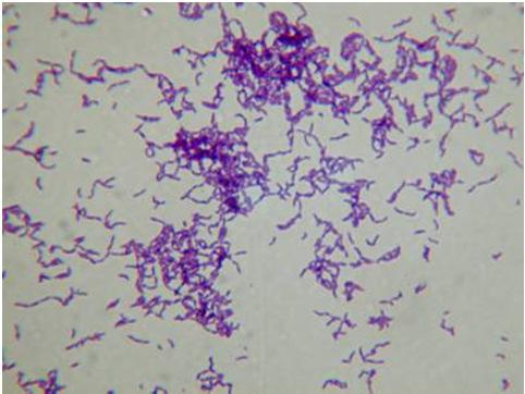 (Clostridium, Bacillus)