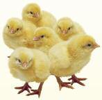 7 Increasing chick numbers arge differences exist in the number of hatching eggs and Lchicks produced per breeder hen in the best and worst performing companies worldwide.