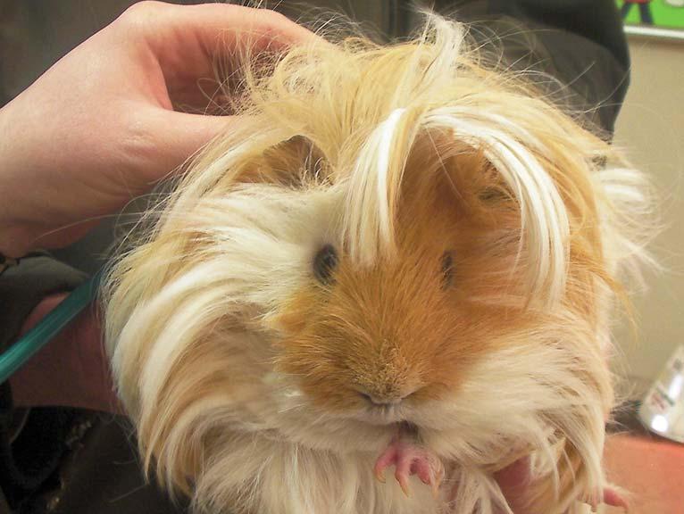 Auscultation of a guinea pig. Ulcerative pododermatitis in guinea pigs is often associated with Staphylococcus aureus infection.
