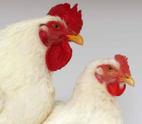 ANTIMICROBIAL USE IN POULTRY PRODUCTION Hector Cervantes, DVM, MS, Dip.