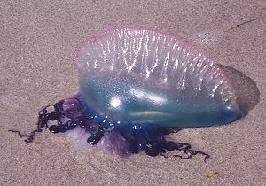 sexual stage Jellyfish &