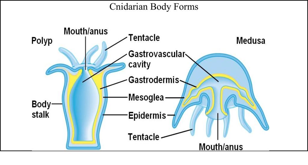 Gastrovascular Cavity = Blue