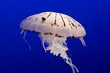 Class Scyphozoa Includes bell-shaped jellyfish Medusa stage