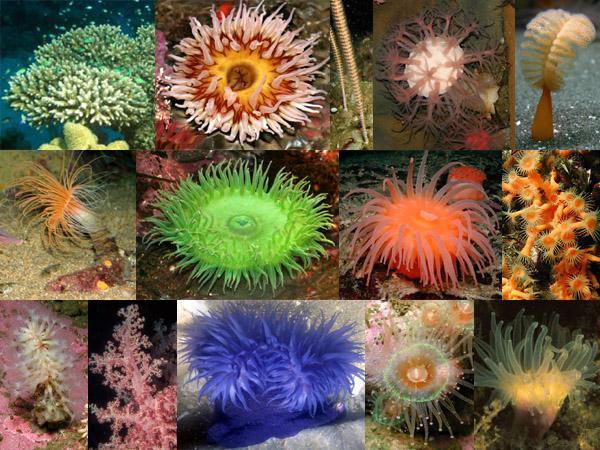 Called "flower animals" Class Anthozoa Some anemones in the