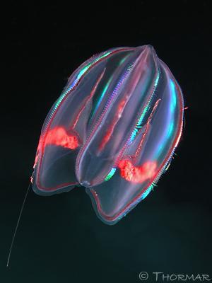 Includes comb jellies Phylum