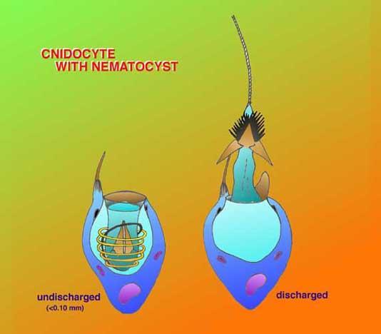 Cnidocyte with nematocyst Trigger