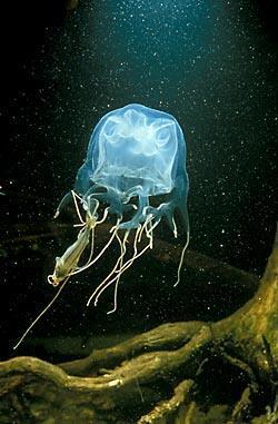 Box Jelly (Sea Wasp) Found in shallow waters of N. Australia during summer months of Oct.- Aug.