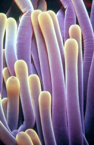 Class Anthozoa Sea Anemones & Adult polyp