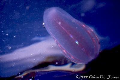 Comb jellies are ctenophores, with rows