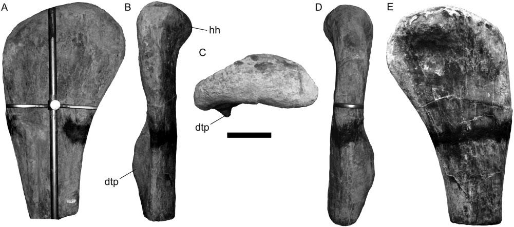 110 P. D. MANNION ET AL. feature restricted to titanosaurs (Wilson, 2002), with Cedarosaurus convergently acquiring autapomorphically deep haemal canals (Tidwell et al., 1999; Mannion & Calvo, 2011).