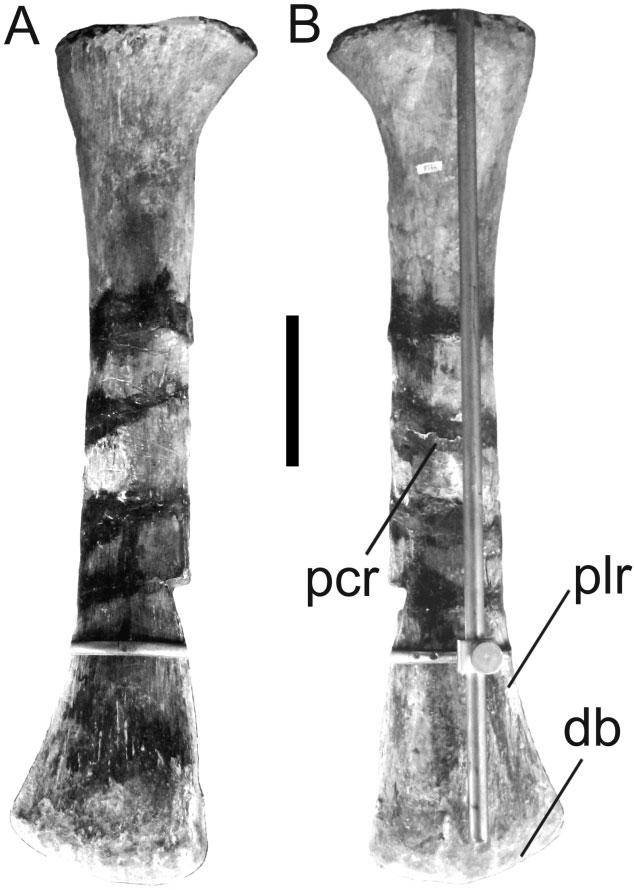 112 P. D. MANNION ET AL. Figure 12. Lusotitan atalaiensis. Photograph of right ulna (proximal portion only) reproduced from Lapparent & Zbyszewski (1957) in anterior view.