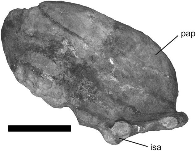 The articular surface of the anteromedial process is flat, lacking the concave profile seen in titanosaurs (Upchurch, 1995) and some basal titanosauriforms, e.g. Giraffatitan (Janensch, 1961: Beilage A, fig.
