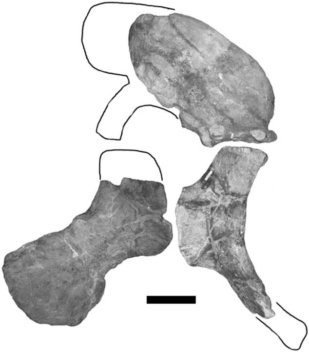 114 P. D. MANNION ET AL. The midshaft of the tibia is compressed along its anteromedial posterolateral axis.