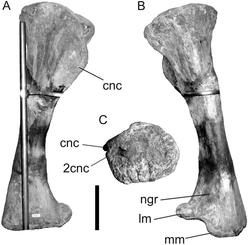 LUSOTITAN AND TITANOSAURIFORM EVOLUTION 115 Figure 17. Lusotitan atalaiensis. Photographs of left tibia in (A) anterior, (B) posterior, and (C) proximal views.