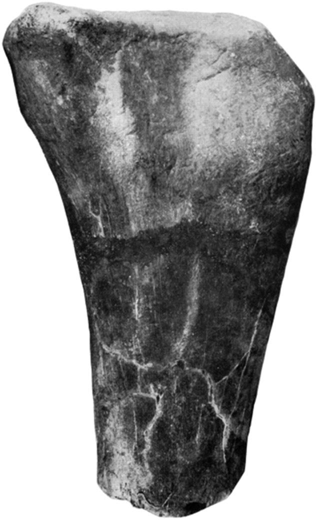 116 P. D. MANNION ET AL. individual of Lusotitan, the femur should be considered as belonging to an indeterminate titanosauriform and the vertebra as Sauropoda indet.