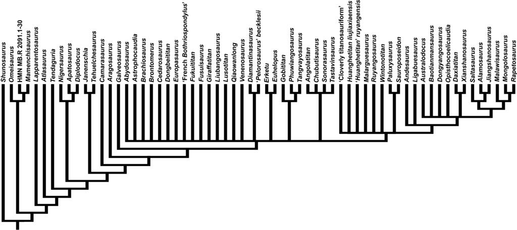 124 P. D. MANNION ET AL. Figure 20. The strict consensus cladogram of the 24 192 most parsimonious trees found by analysis of the Lusotitan standard discrete matrix. Figure 21.