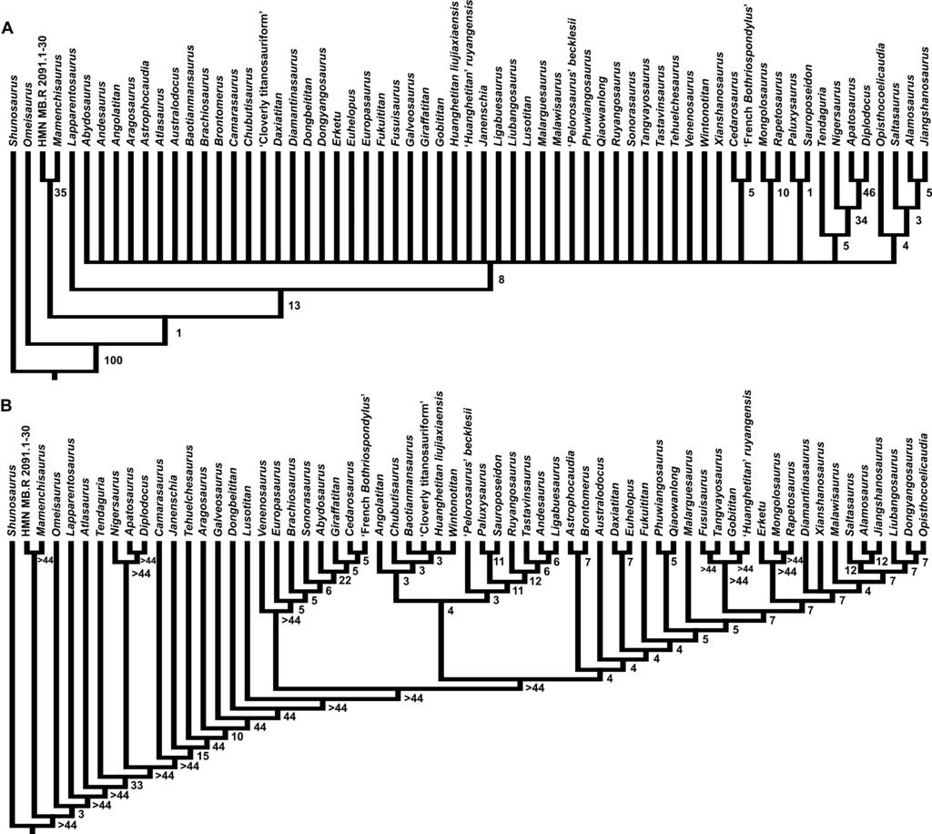 LUSOTITAN AND TITANOSAURIFORM EVOLUTION 131 Figure 27. The strict consensus cladogram of the three most parsimonious trees found by analysis of the Lusotitan continuous + discrete matrix.