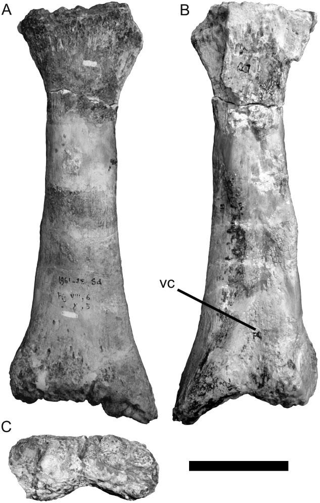 LUSOTITAN AND TITANOSAURIFORM EVOLUTION 139 Figure 30. Titanosauriformes indet. Photograph of middle caudal centrum (MG 4799) in right lateral view.