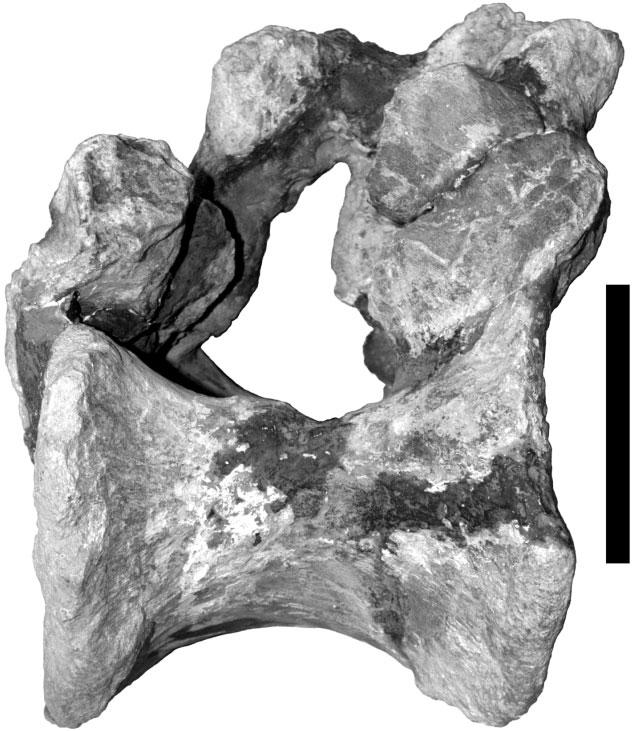 102 P. D. MANNION ET AL. Figure 2. Lusotitan atalaiensis. Photograph of middleposterior dorsal vertebra (MG 4985-1) in left lateral view. Scale bar = 100 mm.