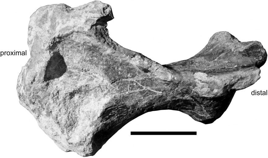 104 P. D. MANNION ET AL. Figure 4. Lusotitan atalaiensis. Photograph of left sacral rib in dorsal view. Scale bar = 100 mm. tion.