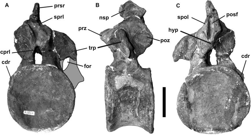 LUSOTITAN AND TITANOSAURIFORM EVOLUTION 105 Figure 5. Lusotitan atalaiensis. Photographs of anterior caudal vertebra CdA in (A) anterior, (B) left lateral, and (C) posterior views.