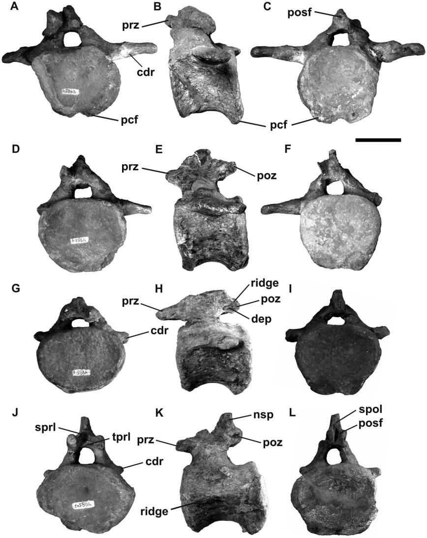 106 P. D. MANNION ET AL. Figure 6. Lusotitan atalaiensis.