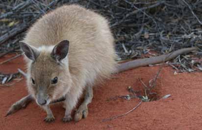 There is also a translocated population of the central Australian form of