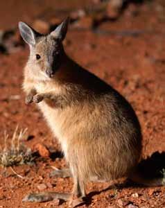 Rufous hare-wallabies are solitary animals living in low scrub and